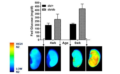 DeciMab Reduced Tissue Damage and Restored Cardiac Function Post-MI