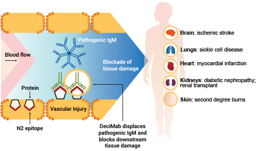 N2-Driven Inflammatory Cascade Inhibited by DeciMab 